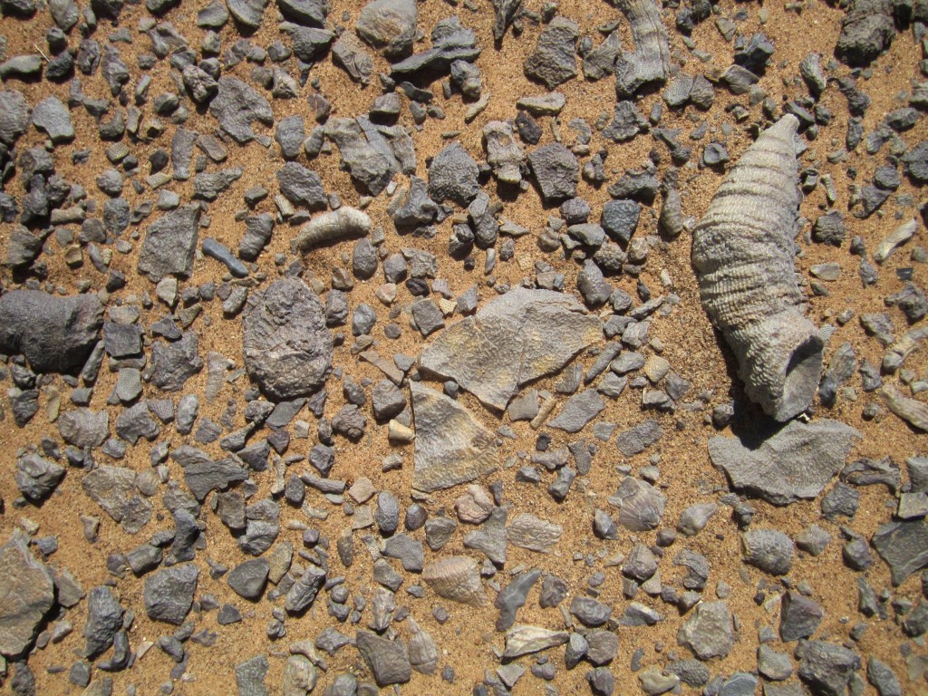 Fosiles en el desierto del Sahara 1