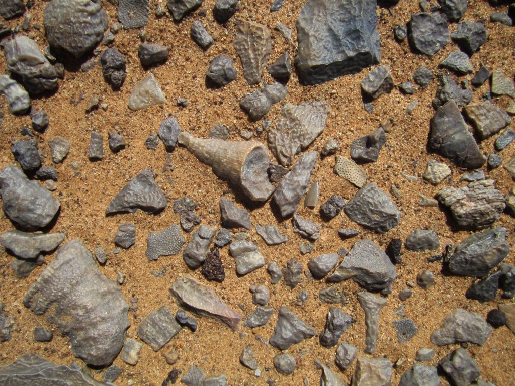 Fosiles en el desierto del Sahara 2
