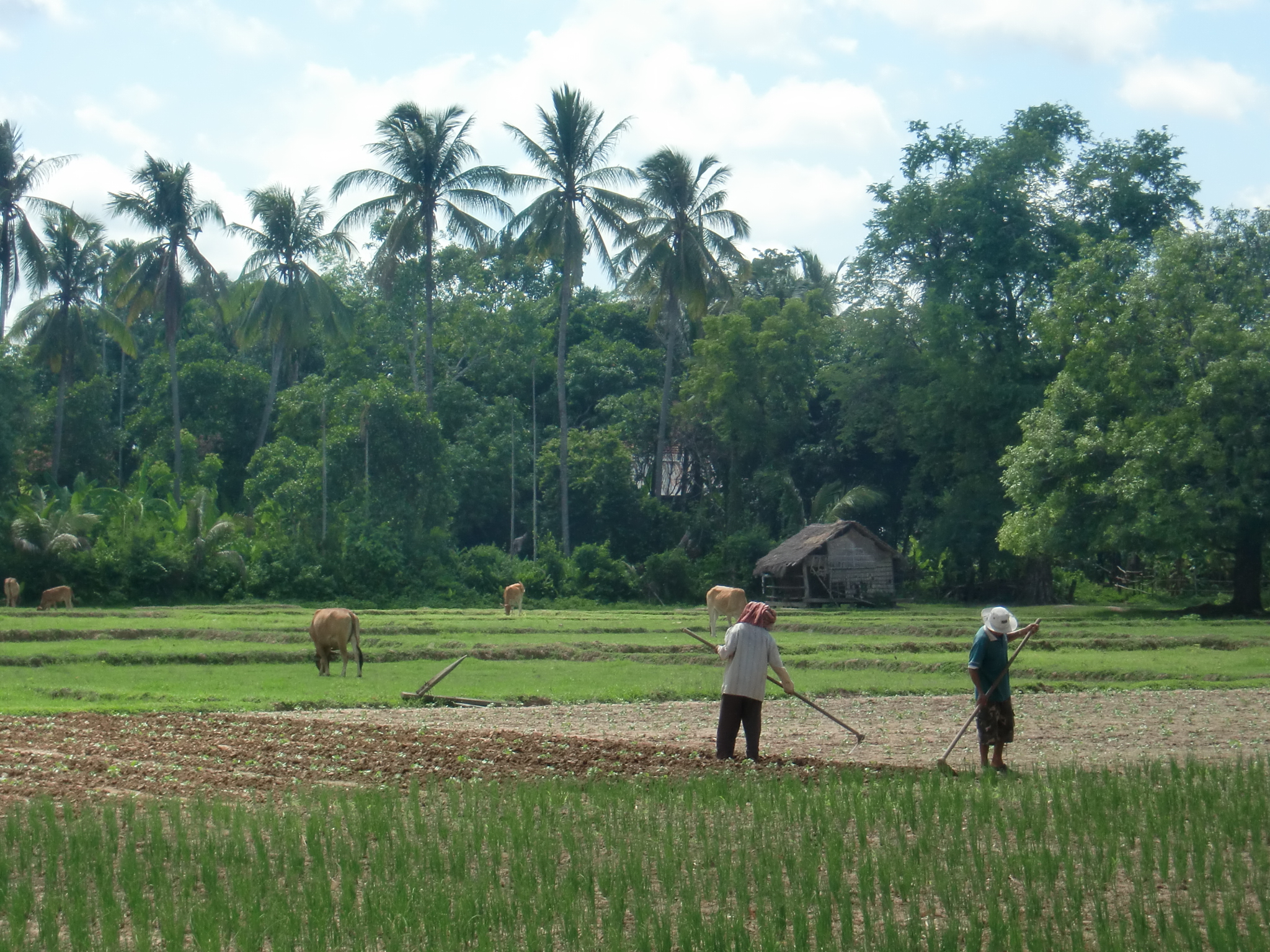 paisaje-camboya-sudeste-asiatico-plantación