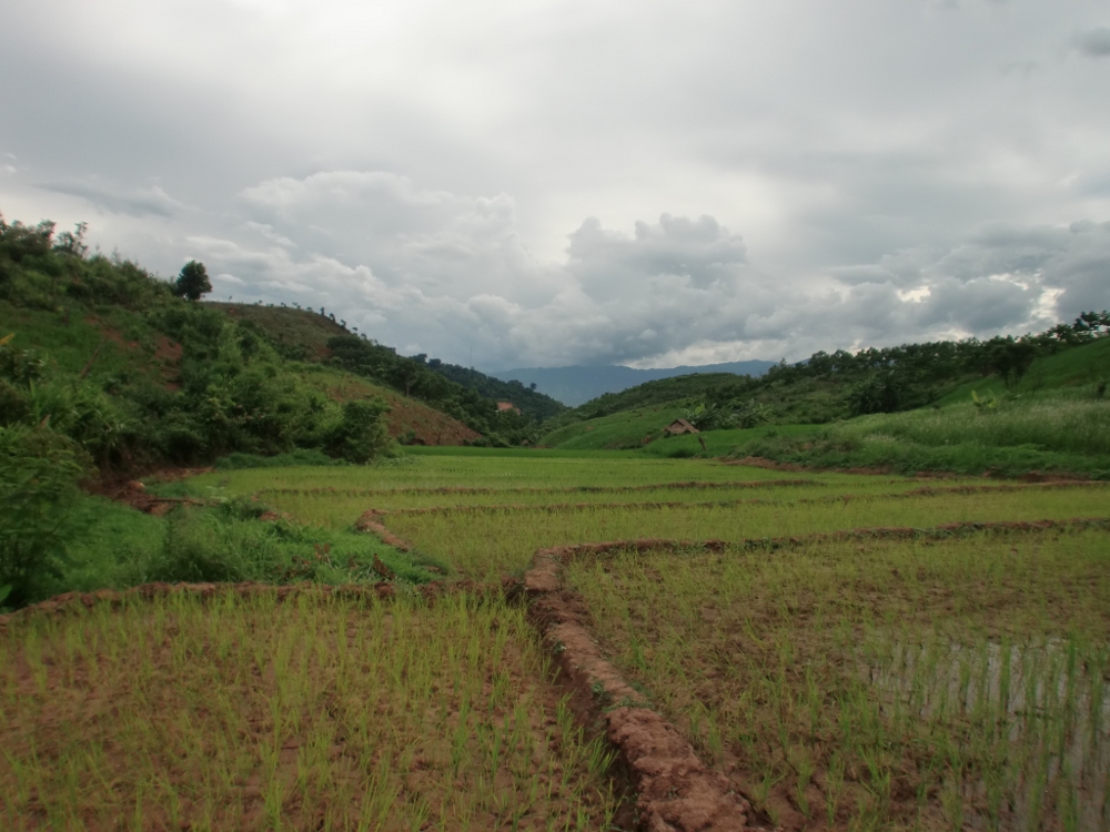 Plantación de arroz en un campo de Laos
