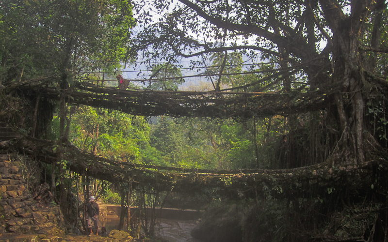 Puente vivo de raíces, Meghalaya, India